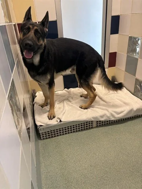 A young large-sized male German Shepherd Dog dog named Big Mac A for adoption in Plano, TX
