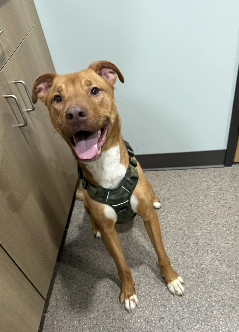 Mazy Currently Enrolled In