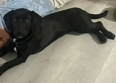 A young medium-sized female Tricolor (Brown, Black, & White) Labrador Retriever dog named Layla for adoption in Dallas, TX