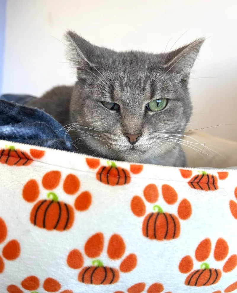 An adult small-sized female Domestic Short Hair cat named Mila for adoption in Thousand Oaks, CA