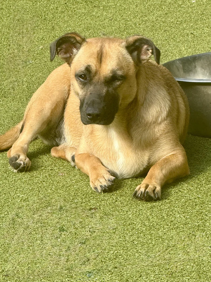 A young small-sized female Terrier dog named Chiquita for adoption in Norwalk, CT