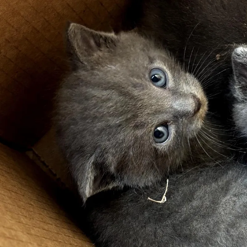 A baby small-sized female Gray / Blue / Silver Domestic Short Hair cat named Venus for adoption in Garfield, AR