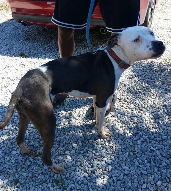 An adult small-sized male American Staffordshire Terrier dog named King for adoption in Fort Lauderdale, FL