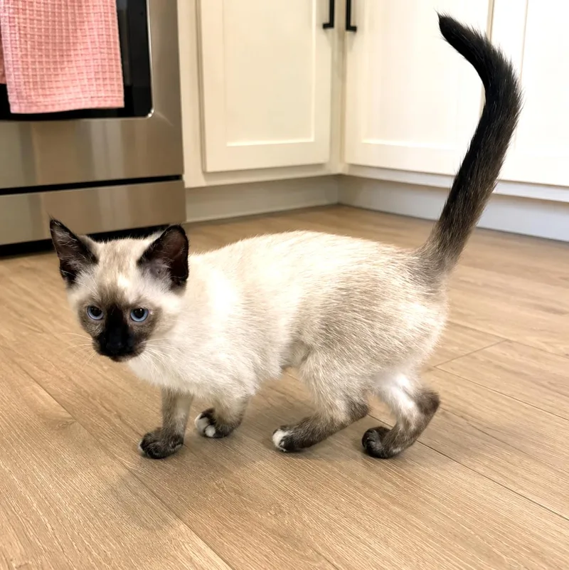 A baby medium-sized female Seal Point Siamese cat named Lily for adoption in Long Beach, WA