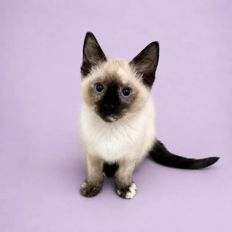 Lily thumbnail 2