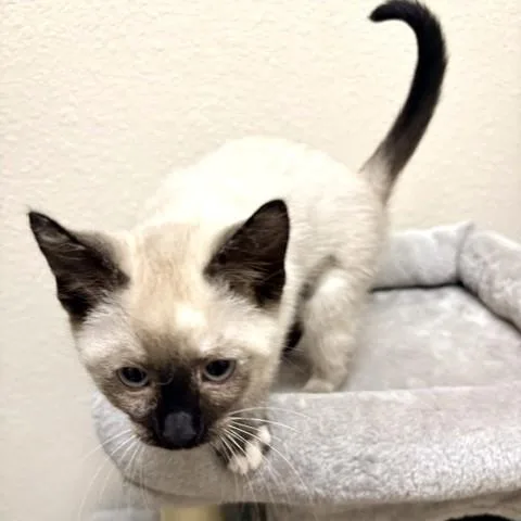Lily thumbnail 3