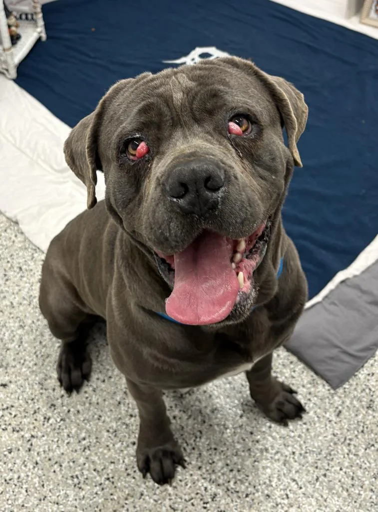 An adult extra large-sized male Mixed Breed dog named Base Culture for adoption in Detroit, MI