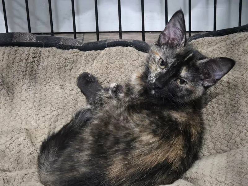 A young medium-sized female Tortoiseshell Domestic Short Hair cat named Jessica for adoption in oxford, PA