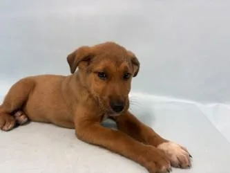 A baby large-sized female German Shepherd Dog dog named Shonna for adoption in Golden Valley, MN