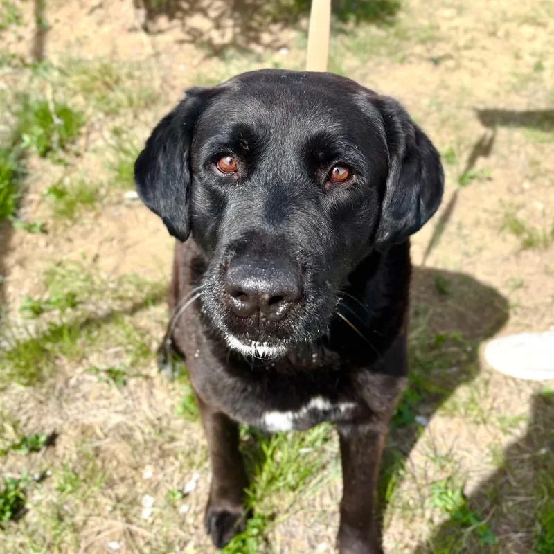 An adult extra large-sized male Black Labrador Retriever dog named Brutus for adoption in Great Falls, MT