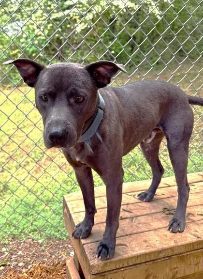 An adult medium-sized male Pit Bull Terrier dog named Goose for adoption in Cumming, GA