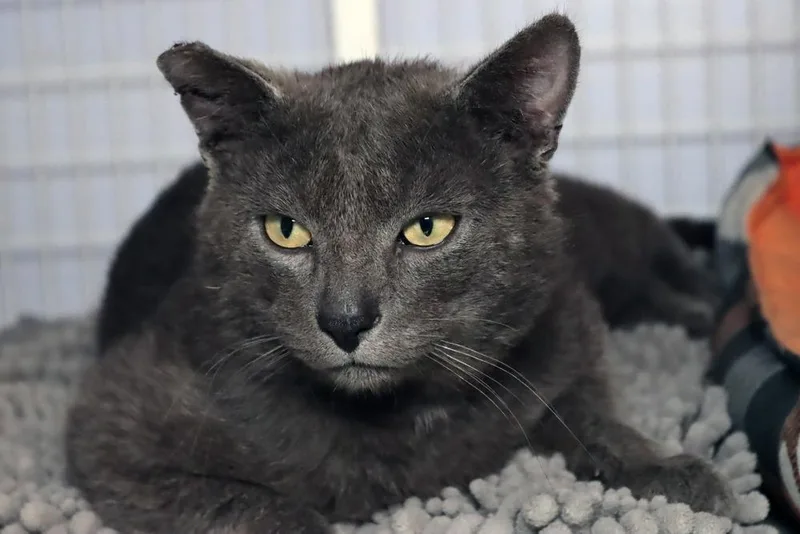 An adult large-sized male Gray / Blue / Silver Domestic Short Hair cat named Zuko for adoption in Vancouver, WA
