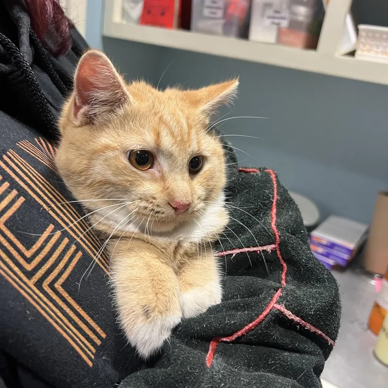 An adult medium-sized male Orange / Red Domestic Medium Hair cat named Riku for adoption in Chattanooga, TN