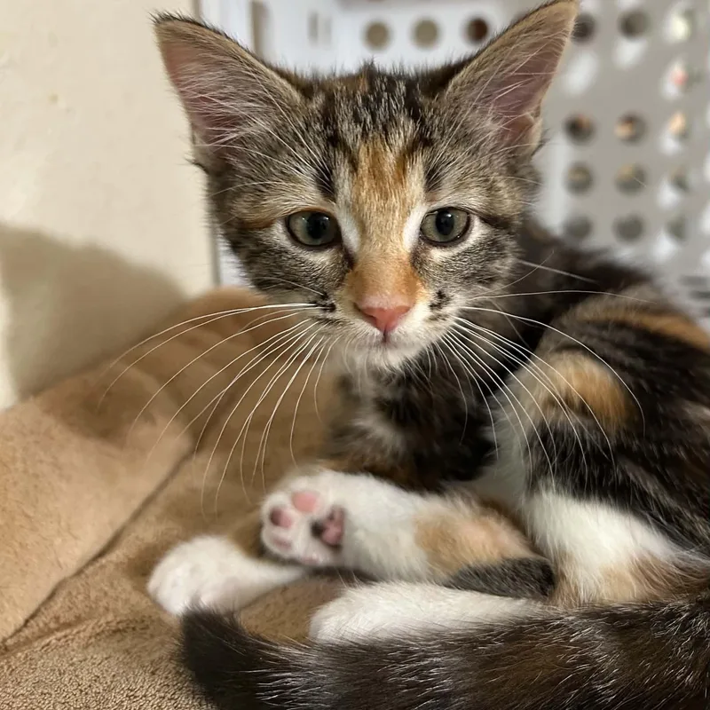 A baby medium-sized female Calico Domestic Short Hair cat named Natasha for adoption in Portland, OR