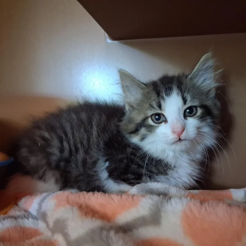 Fluff