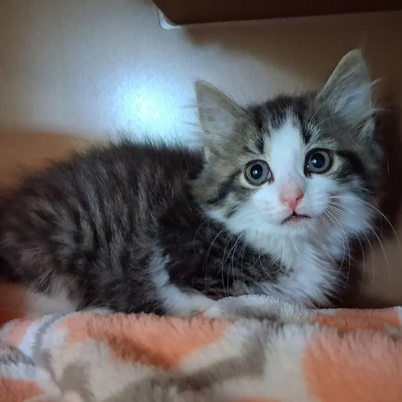 Fluff thumbnail 2