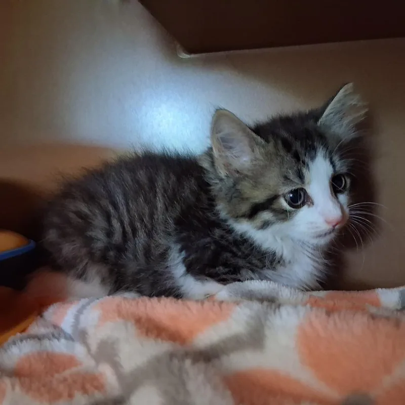 Fluff thumbnail 3