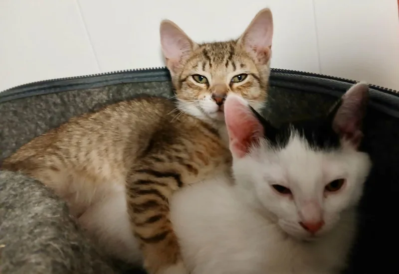 Zeke & Yaz thumbnail 4
