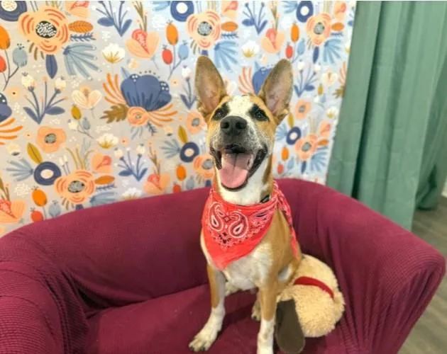 A young medium-sized male Australian Cattle Dog / Blue Heeler dog named Speckled Beans for adoption in Baytown, TX