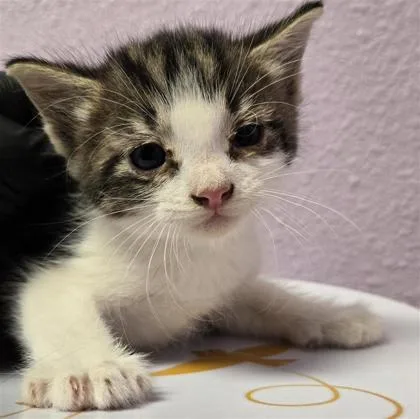A baby small-sized male Domestic Short Hair cat named 61687380 for adoption in El Paso, TX