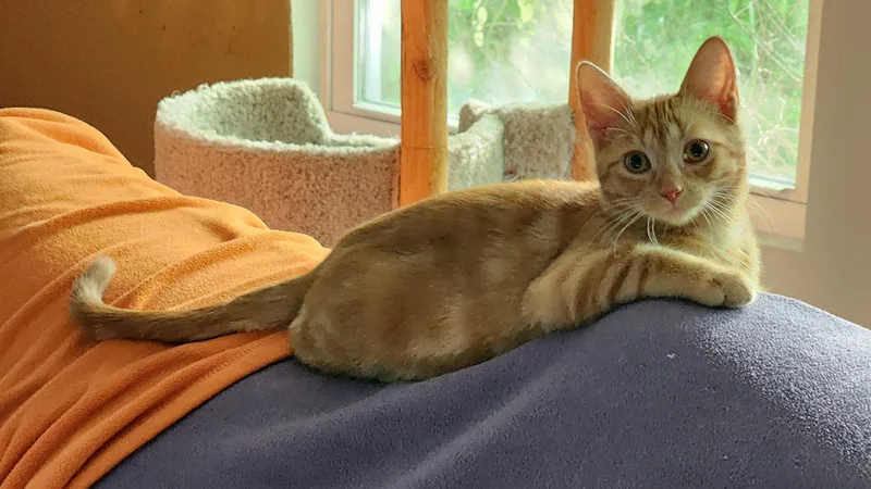 A young medium-sized female Orange / Red Domestic Short Hair cat named Cherry for adoption in Houghton Lake, MI