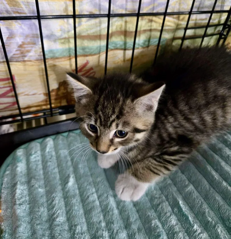 A baby medium-sized male Domestic Short Hair cat named Syrup for adoption in Penndel, PA