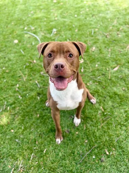 A young large-sized male Mixed Breed dog named Tanker for adoption in Daytona Beach, FL
