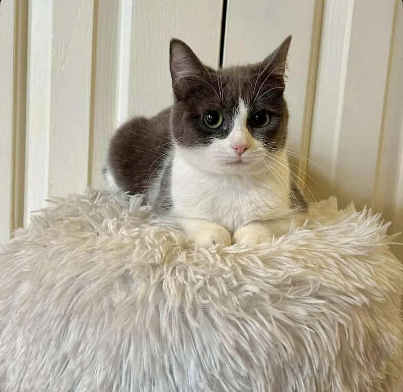 A baby small-sized female Gray & White Domestic Short Hair cat named Franny for adoption in Raleigh, NC