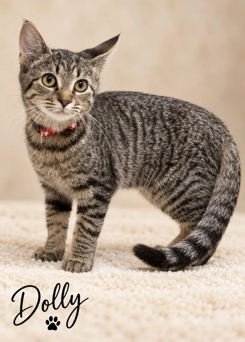 A baby small-sized male Domestic Short Hair cat named Dolly for adoption in Pawleys Island, SC