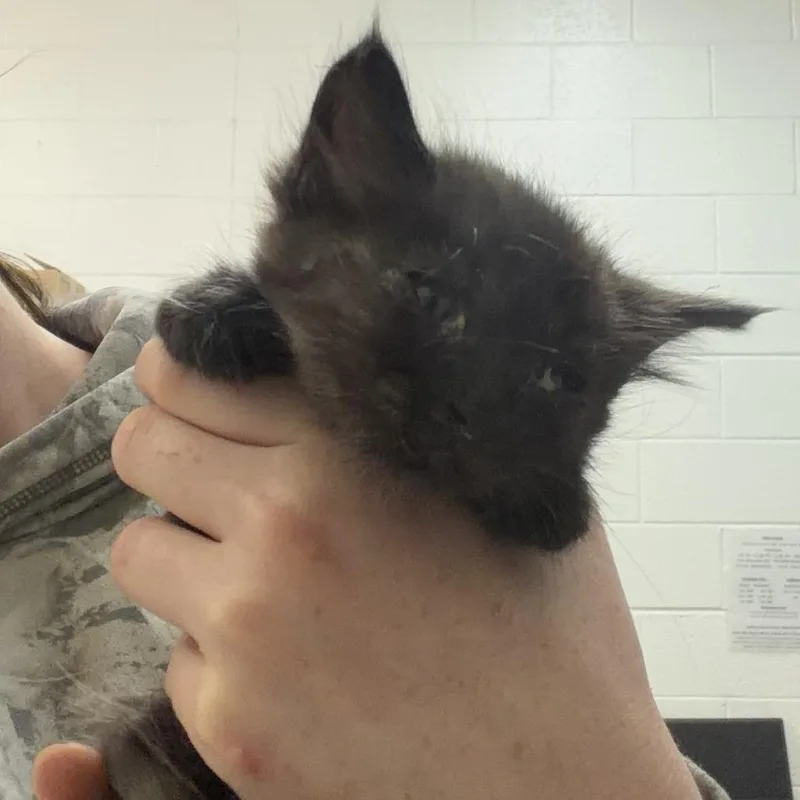 A baby small-sized male Black Domestic Medium Hair cat named Banjo for adoption in Ardmore, OK