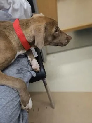 A young medium-sized female Mixed Breed dog named Vera for adoption in Chamblee, GA