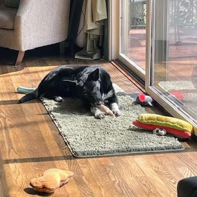 An adult medium-sized female Tricolor (Brown, Black, & White) Border Collie dog named Magnolia Soxington for adoption in Reynoldsburg, OH