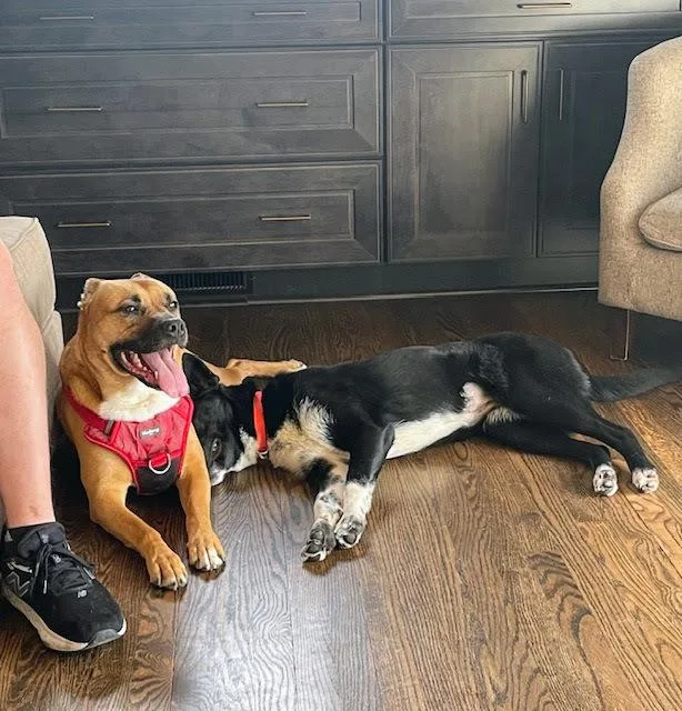 Magnolia Soxington thumbnail 3