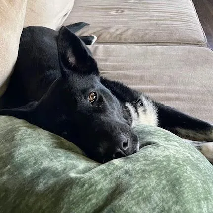 Magnolia Soxington thumbnail 4