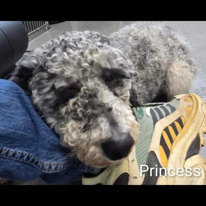 Princess thumbnail 6