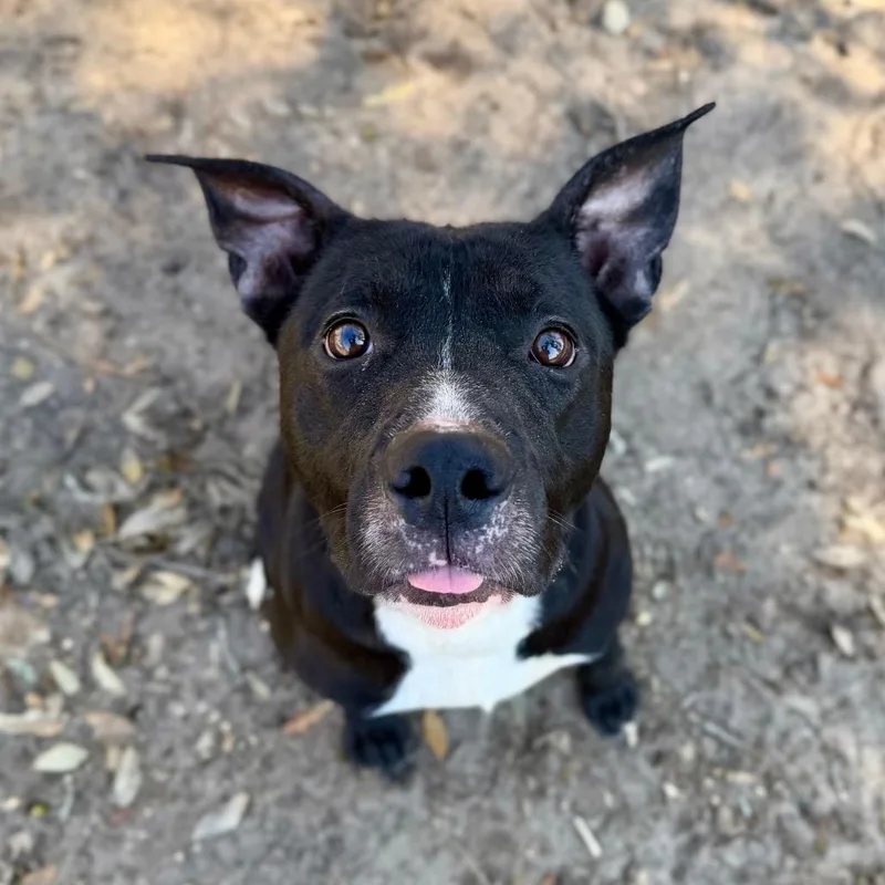 An adult medium-sized male Mixed Breed dog named Salem for adoption in Milton, FL