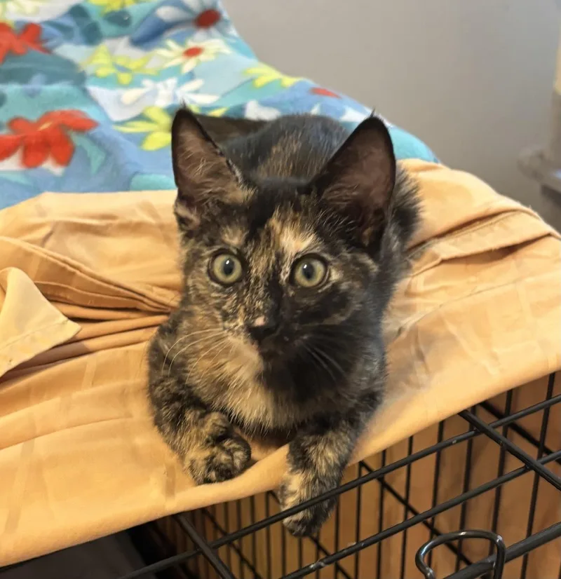 A baby medium-sized female Domestic Short Hair cat named Happy for adoption in Lincoln, CA
