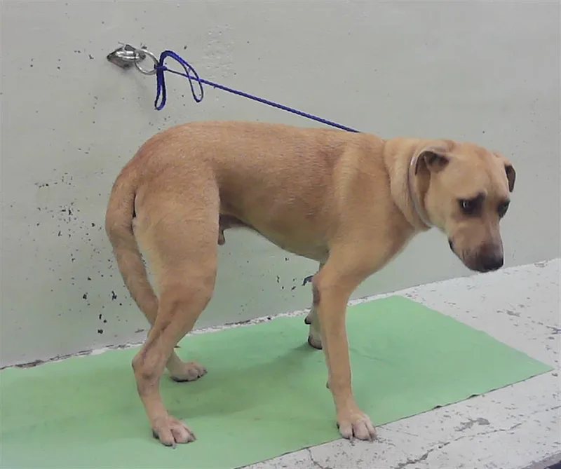 An adult large-sized male Labrador Retriever dog named A for adoption in Houston, TX