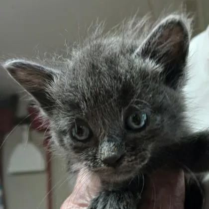 A baby medium-sized male Gray / Blue / Silver Domestic Medium Hair cat named Chrome for adoption in Bulverde, TX