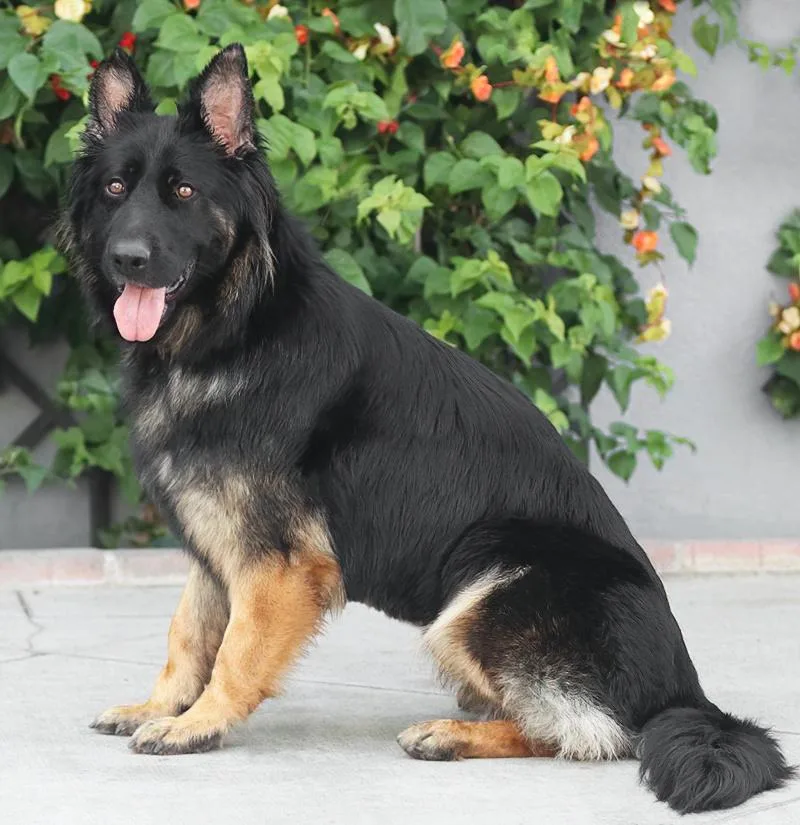 A young large-sized female Bicolor German Shepherd Dog dog named Lana von Liebstadt for adoption in Los Angeles, CA