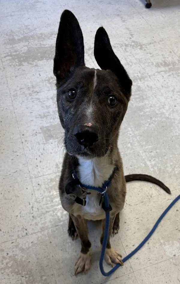 Enzo