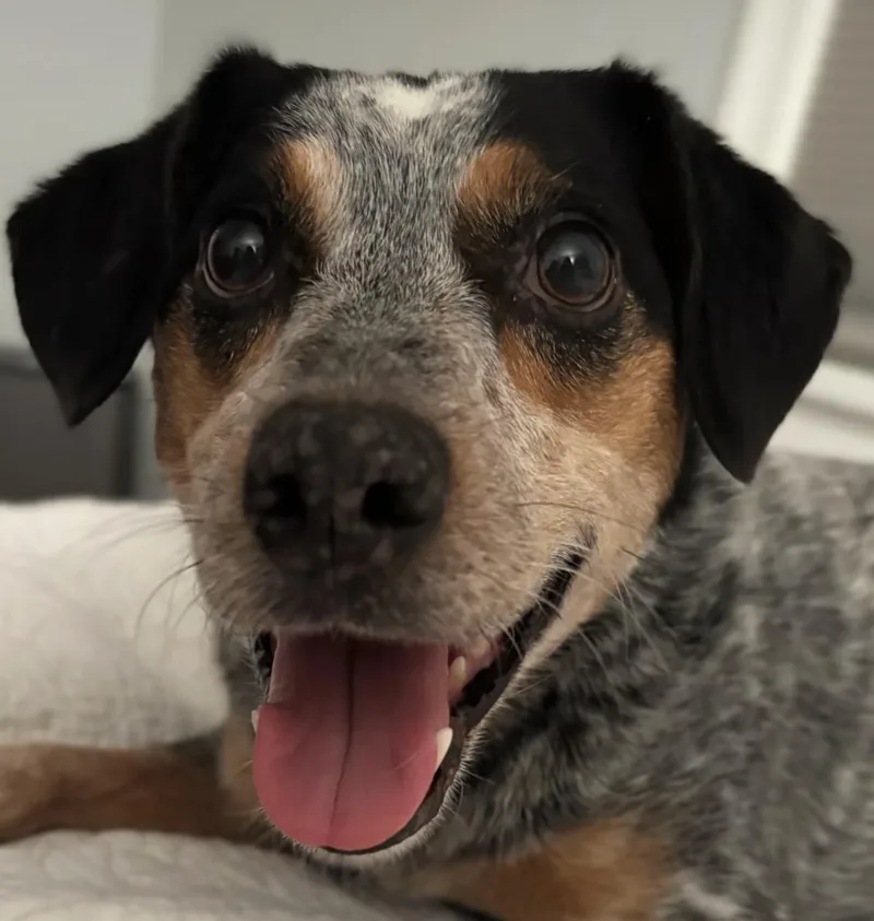 An adult medium-sized female Tricolor (Brown, Black, & White) Australian Cattle Dog / Blue Heeler dog named Dolly for adoption in Richmond, VA