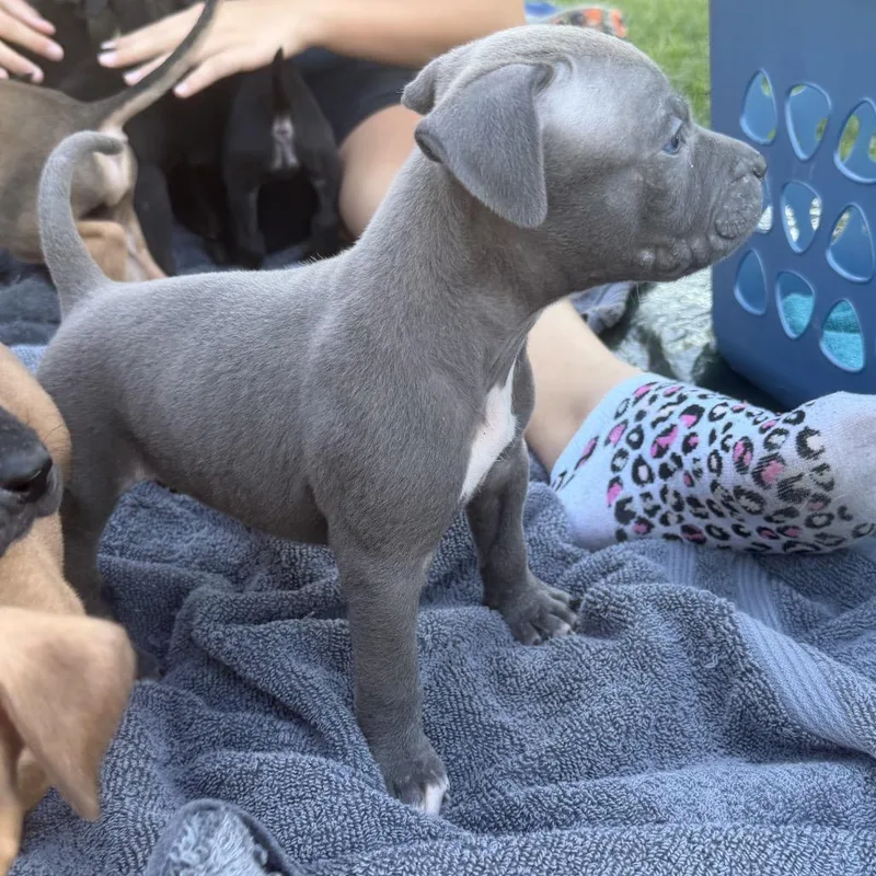 Yoda