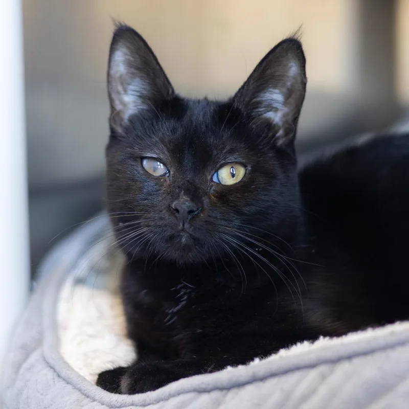 A young medium-sized female Black Domestic Short Hair cat named Ebony for adoption in Wilmington, DE