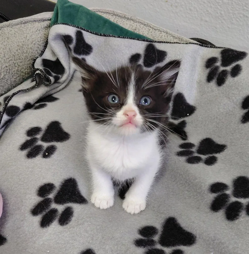 A baby medium-sized male Black & White / Tuxedo Domestic Short Hair cat named Rome for adoption in Montello, WI