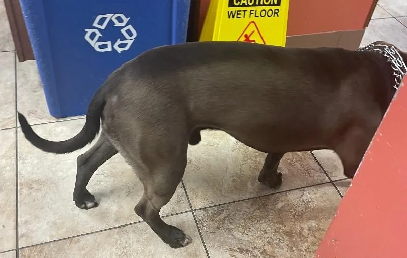 An adult medium-sized male Brown / Chocolate Mixed Breed dog named Romulus for adoption in Cincinnati, OH