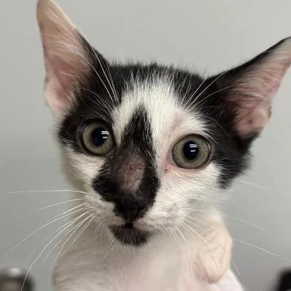 A baby small-sized male White Domestic Short Hair cat named Oreo Cookie for adoption in Jacksonville, FL