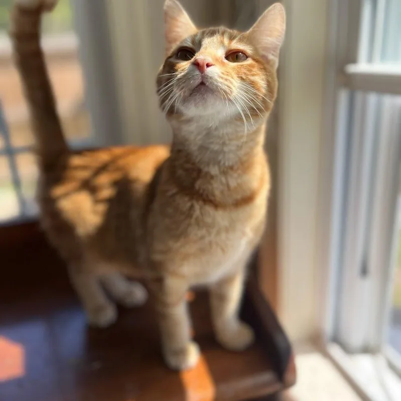 A young medium-sized male Orange / Red Domestic Short Hair cat named Whatshisname for adoption in Fredericksburg, VA