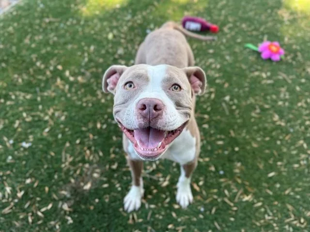An adult large-sized female Pit Bull Terrier dog named Katniss for adoption in Antioch, CA