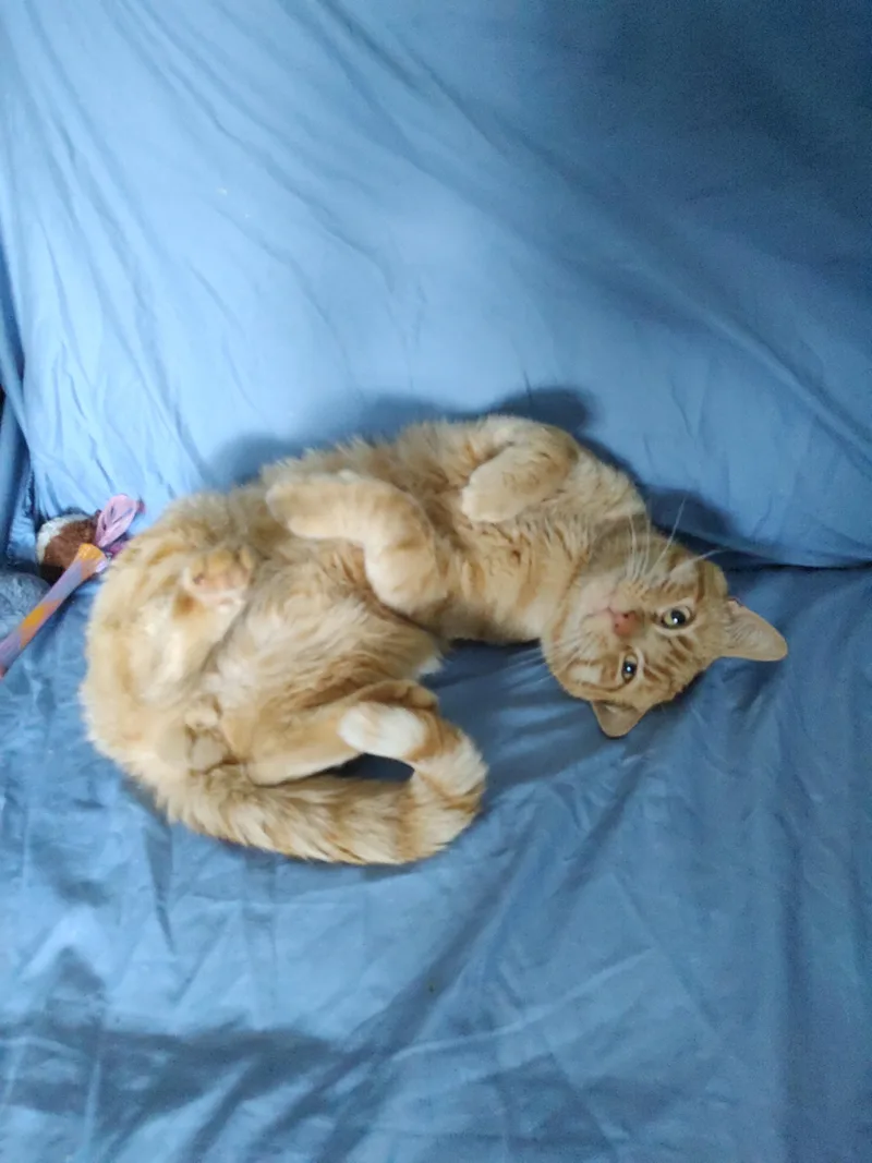 A young medium-sized male Orange & White Domestic Short Hair cat named Elway for adoption in Kenhorst, PA